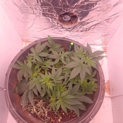 Tyson punch growlog timeline photo