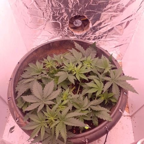 Tyson punch growlog timeline photo