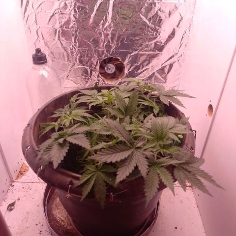 Tyson punch growlog photo: 10-10-10 entrando em ação 