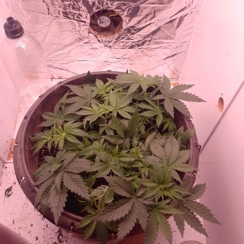 Tyson punch growlog photo: 10-10-10 entrando em ação 