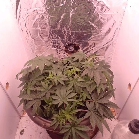 Tyson punch growlog photo: Arbusto lindo 
