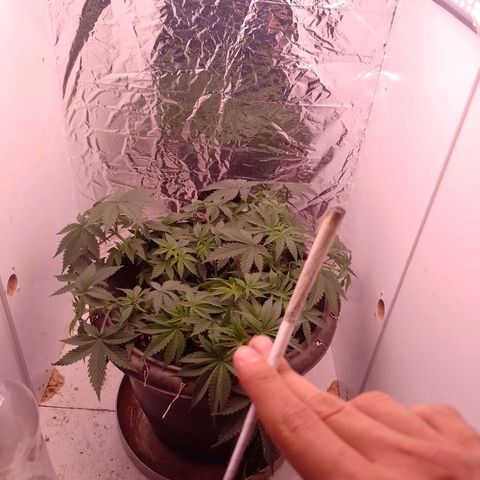 Tyson punch growlog timeline photo