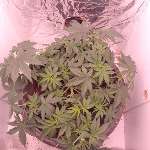 Tyson punch growlog timeline photo