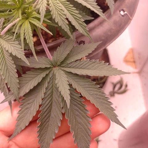 Tyson punch growlog timeline photo