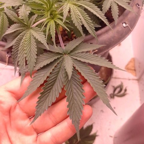 Tyson punch growlog timeline photo