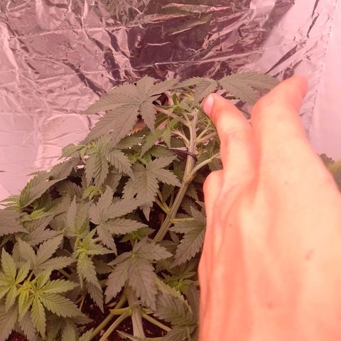 Tyson punch growlog timeline photo