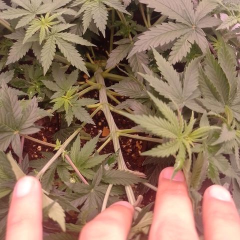Tyson punch growlog timeline photo