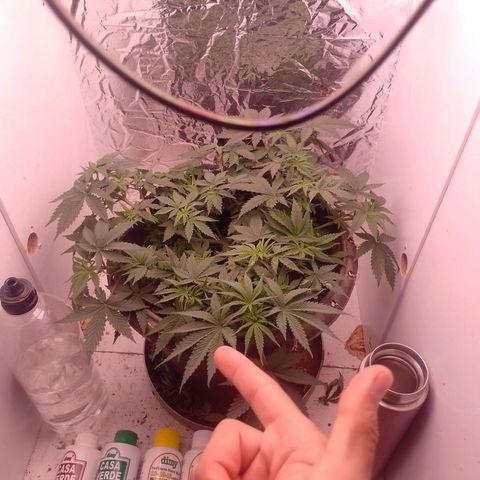 Tyson punch growlog timeline photo