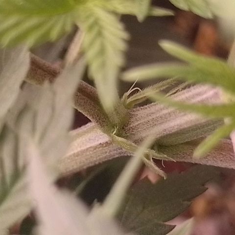 Tyson punch growlog timeline photo