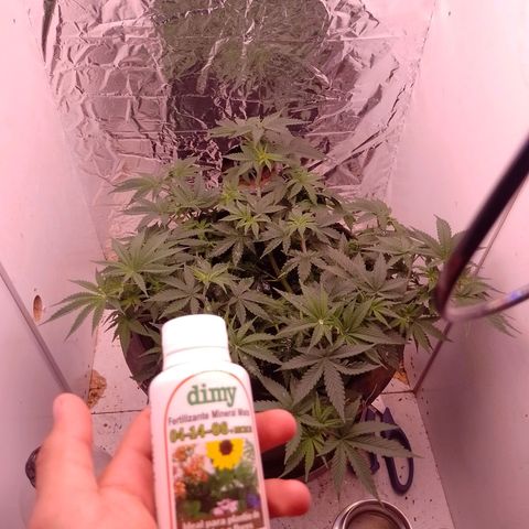 Tyson punch growlog timeline photo