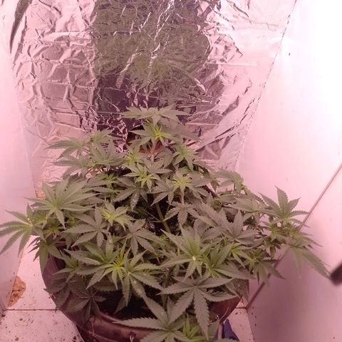 Tyson punch growlog timeline photo