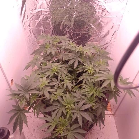 Tyson punch growlog timeline photo