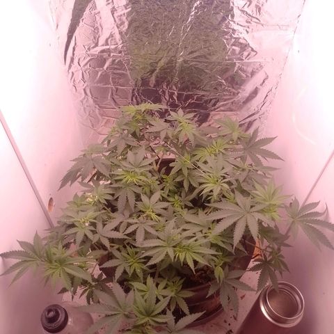 Tyson punch growlog timeline photo