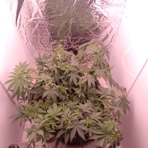 Tyson punch growlog timeline photo