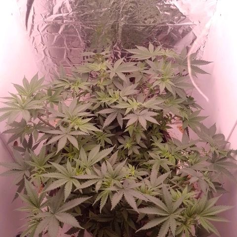 Tyson punch growlog timeline photo