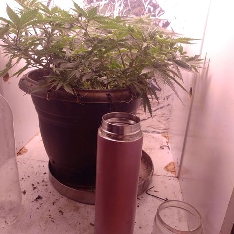 Tyson punch growlog timeline photo