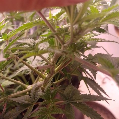 Tyson punch growlog timeline photo