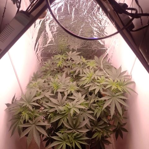 Tyson punch growlog timeline photo