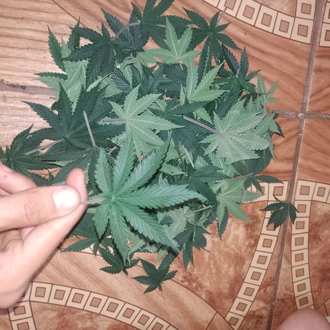 Tyson punch growlog photo: Desfoliação 