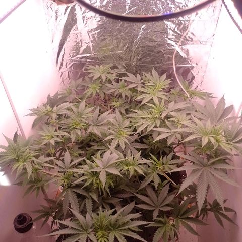 Tyson punch growlog photo: Depois da desfoliação 