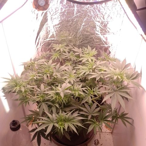 Tyson punch growlog photo: Depois da desfoliação 