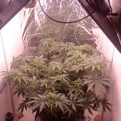 Tyson punch growlog timeline photo