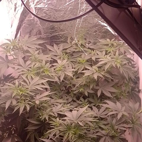Tyson punch growlog timeline photo