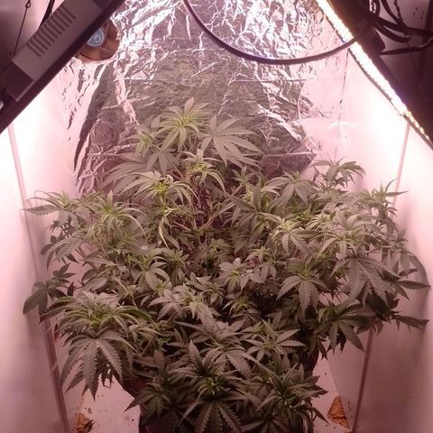 Tyson punch growlog timeline photo