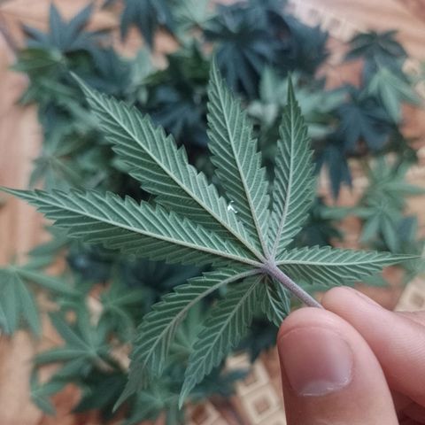 Tyson punch growlog timeline photo