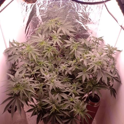 Tyson punch growlog timeline photo