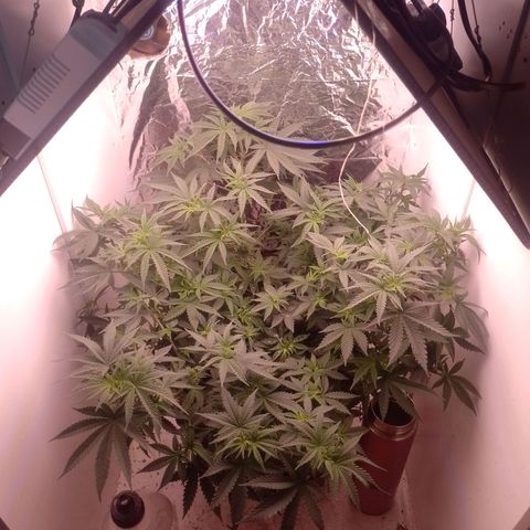 Tyson punch growlog timeline photo