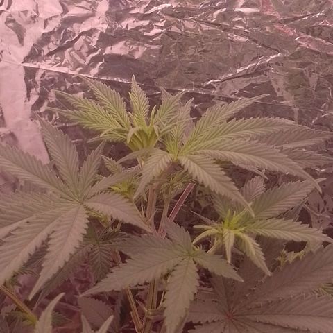 Tyson punch growlog timeline photo