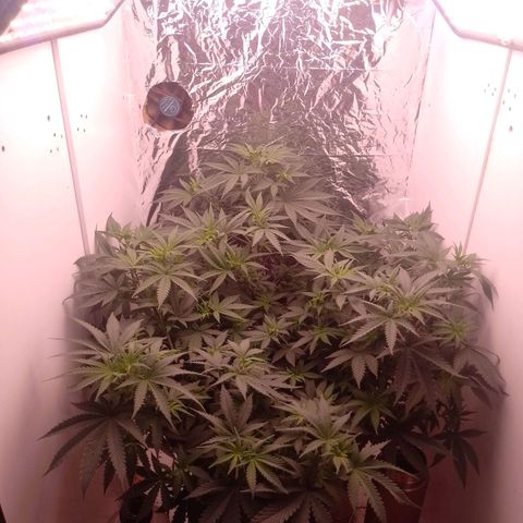 Tyson punch growlog timeline photo