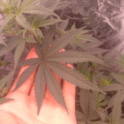 Tyson punch growlog timeline photo