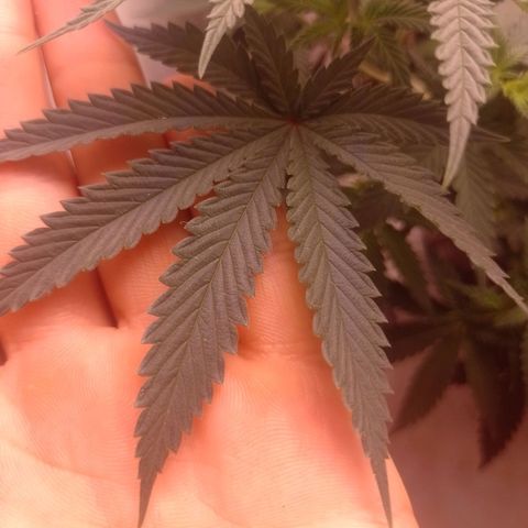 Tyson punch growlog timeline photo