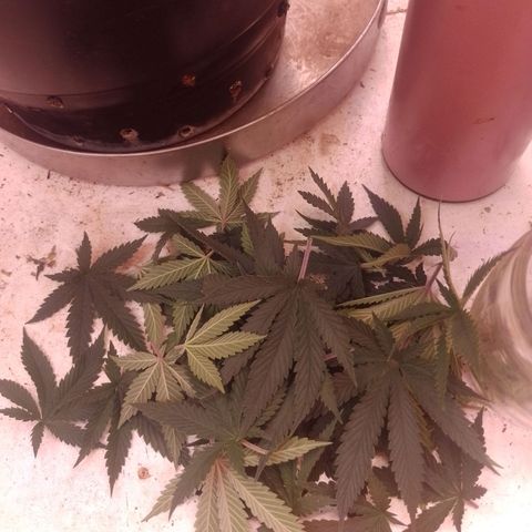 Tyson punch growlog timeline photo