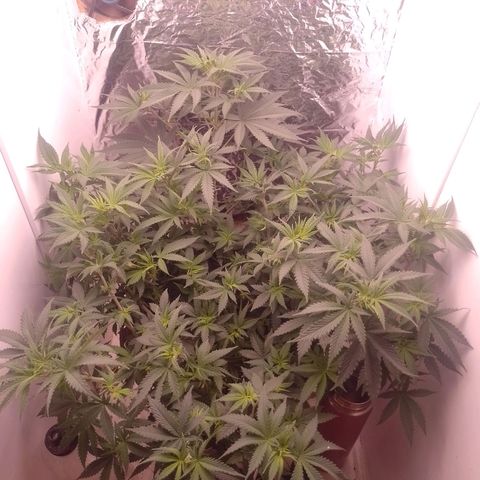 Tyson punch growlog timeline photo