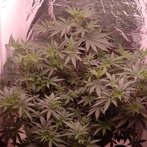 Tyson punch growlog timeline photo