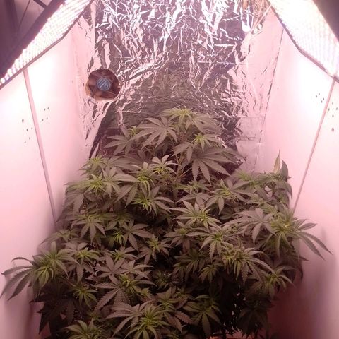 Tyson punch growlog timeline photo