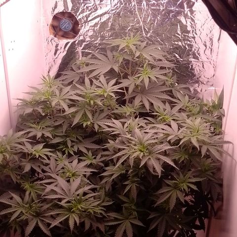Tyson punch growlog timeline photo