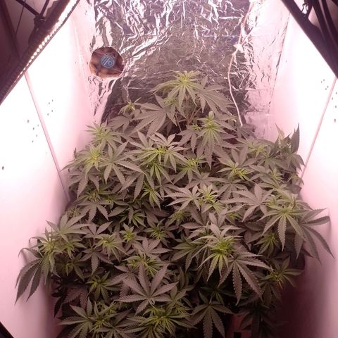 Tyson punch growlog timeline photo