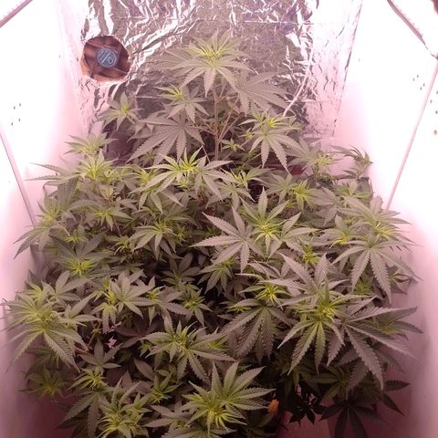 Tyson punch growlog timeline photo