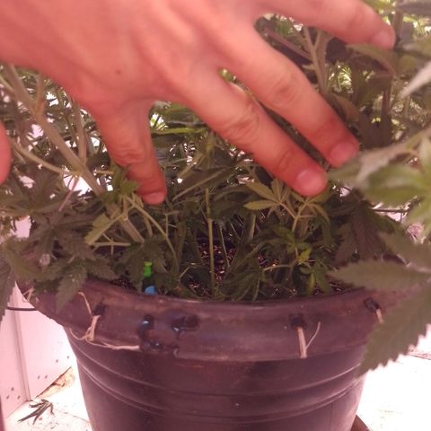 Tyson punch growlog timeline photo