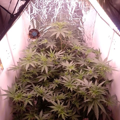 Tyson punch growlog timeline photo