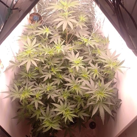 Tyson punch growlog timeline photo