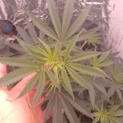 Tyson punch growlog timeline photo