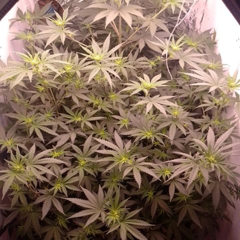 Tyson punch growlog timeline photo