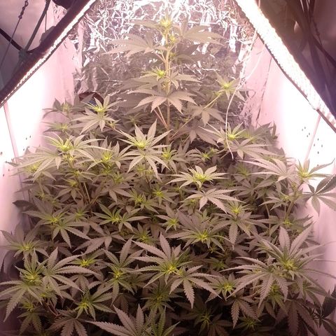 Tyson punch growlog timeline photo