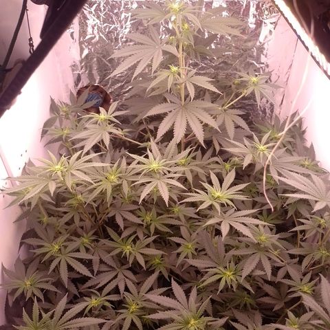 Tyson punch growlog timeline photo