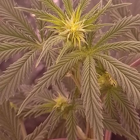 Tyson punch growlog timeline photo